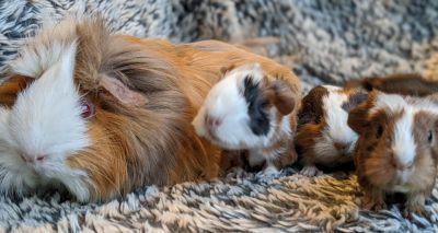 Owners urged to get their guinea pigs neutered